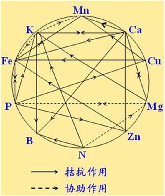 原料型鉀肥和鎂肥為什么會發(fā)生拮抗？