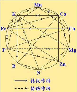 原料型鉀肥和鎂肥為什么會(huì)發(fā)生拮抗？