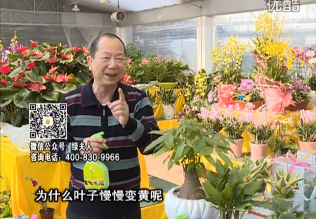 20160307珠江臺搖錢樹：陰生植物也不好種，黃葉多長勢弱？用綠夫人來呵護(hù)