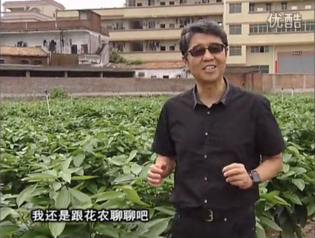 20160606珠江臺(tái)搖錢樹：觀葉植物用微補(bǔ)方案，壯根提長(zhǎng)、保葉抗病好！