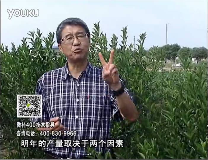 20161205珠江臺(tái)搖錢樹：柑橘噴施微補(bǔ)花力+碧力、下因迪樂有機(jī)肥，促花恢復(fù)長(zhǎng)勢(shì)好